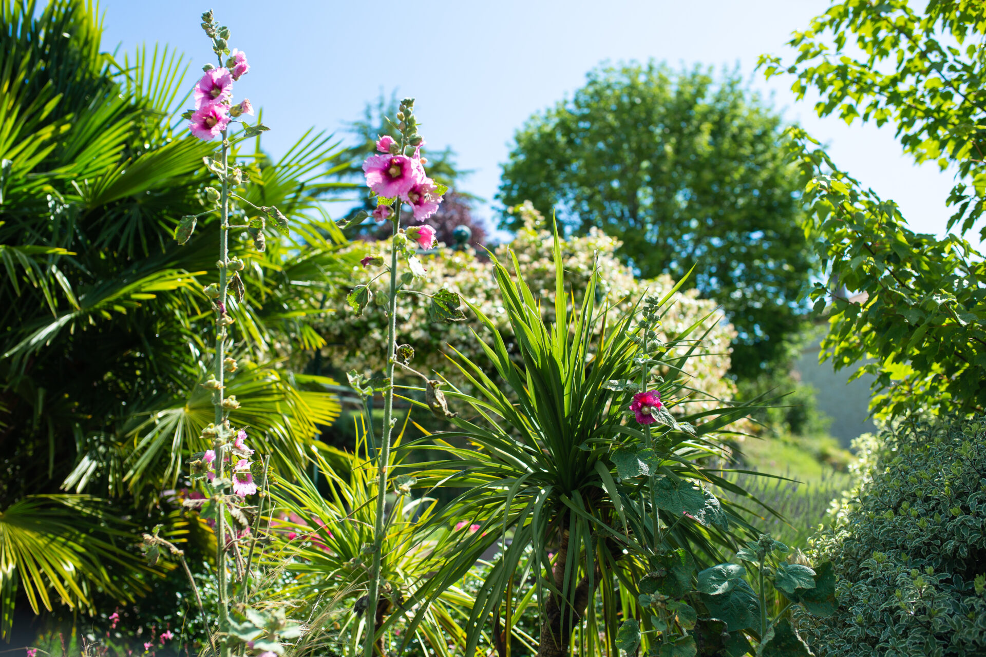 PASSEDAT-création-jardin-massif-fleurs-sur-mesure-Cahors-46